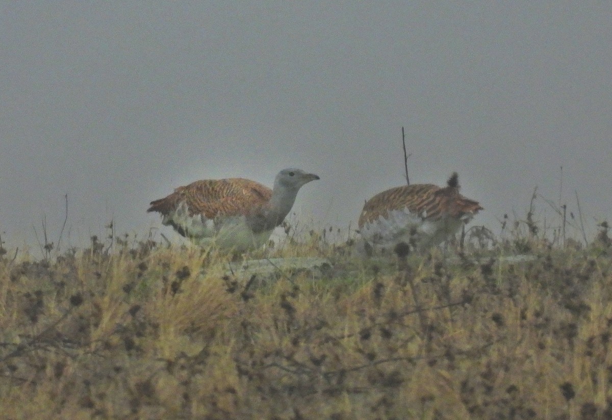 Great Bustard - ML646414416