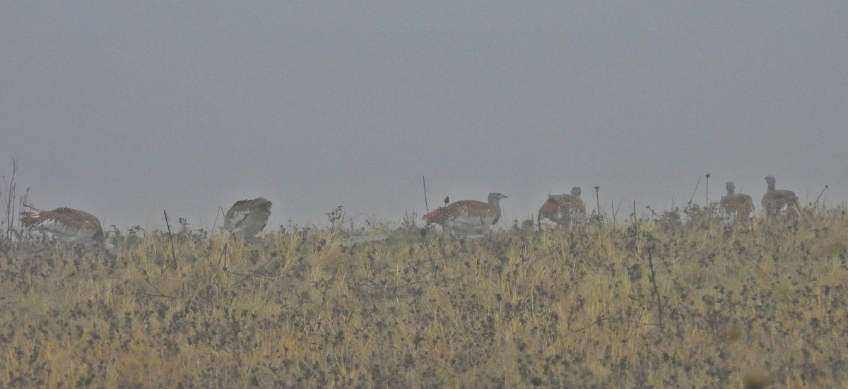 Great Bustard - ML646414417