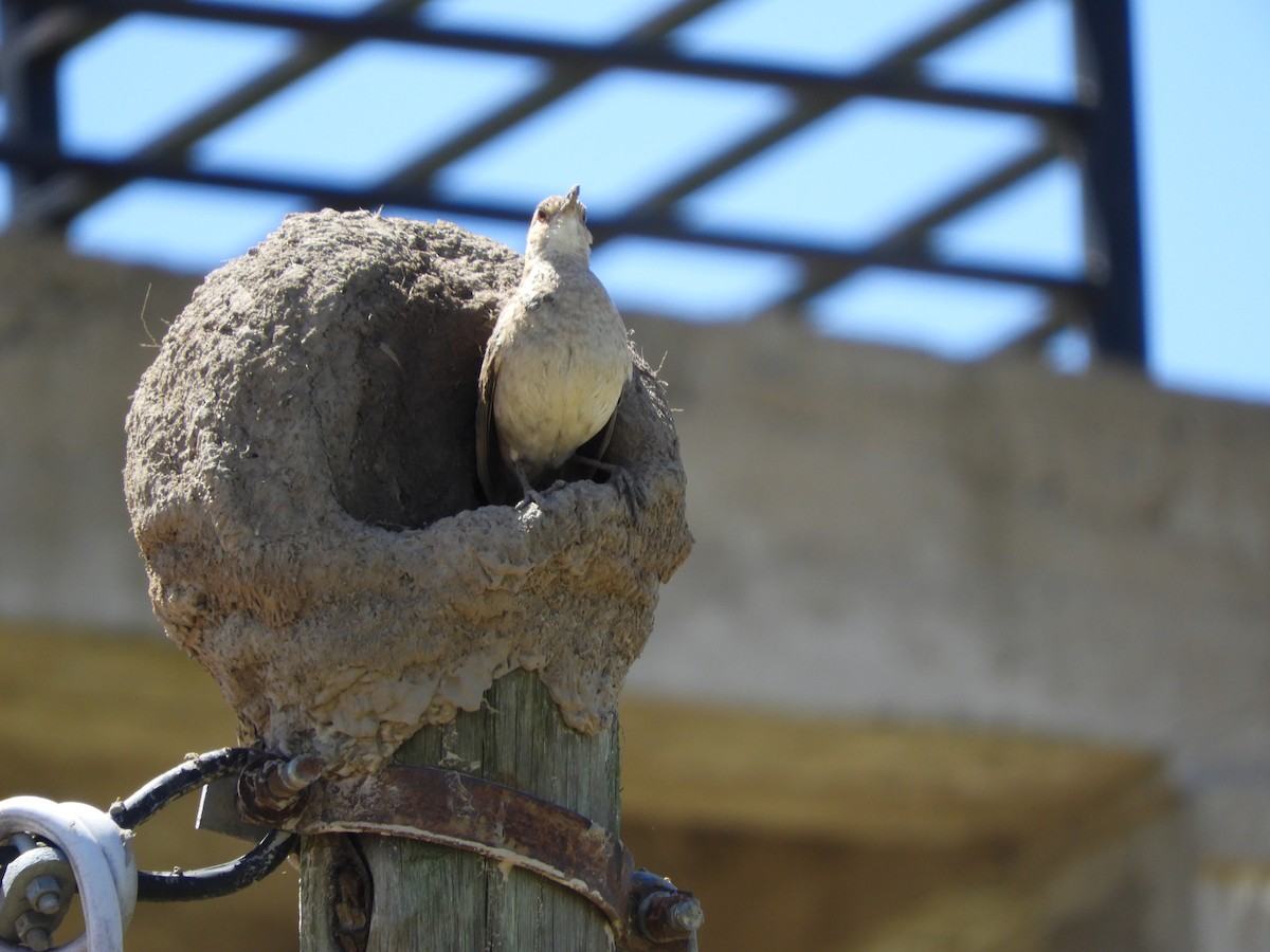 Rufous Hornero - ML646414422