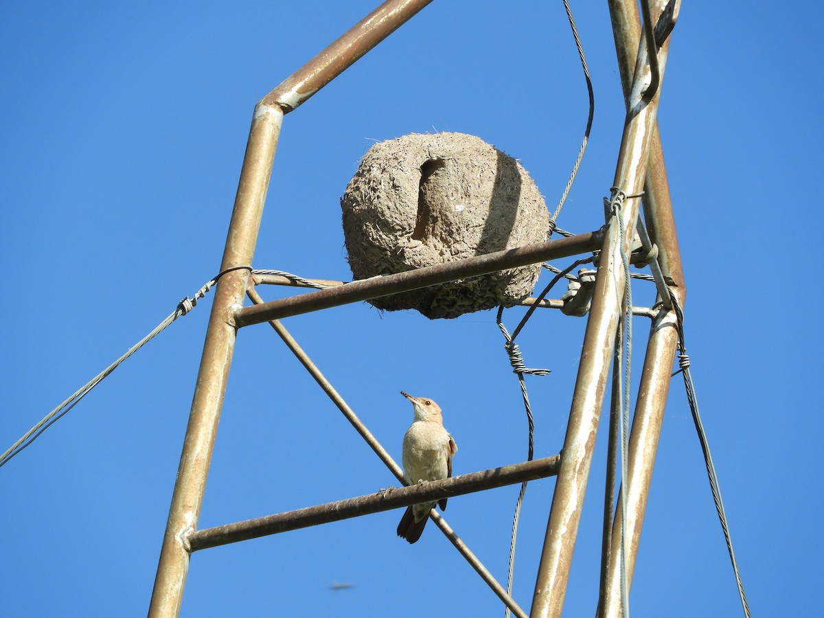 Rufous Hornero - ML646414423