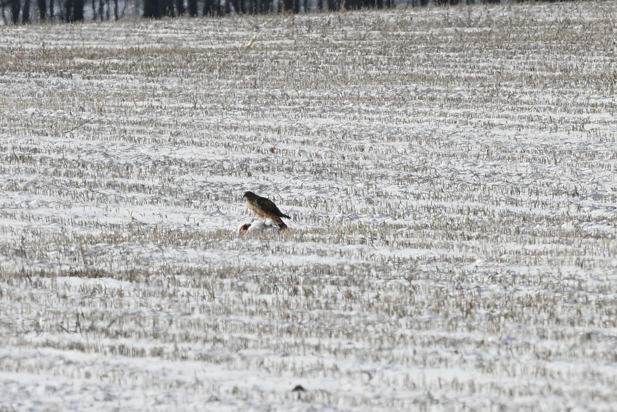 Northern Harrier - ML646414425