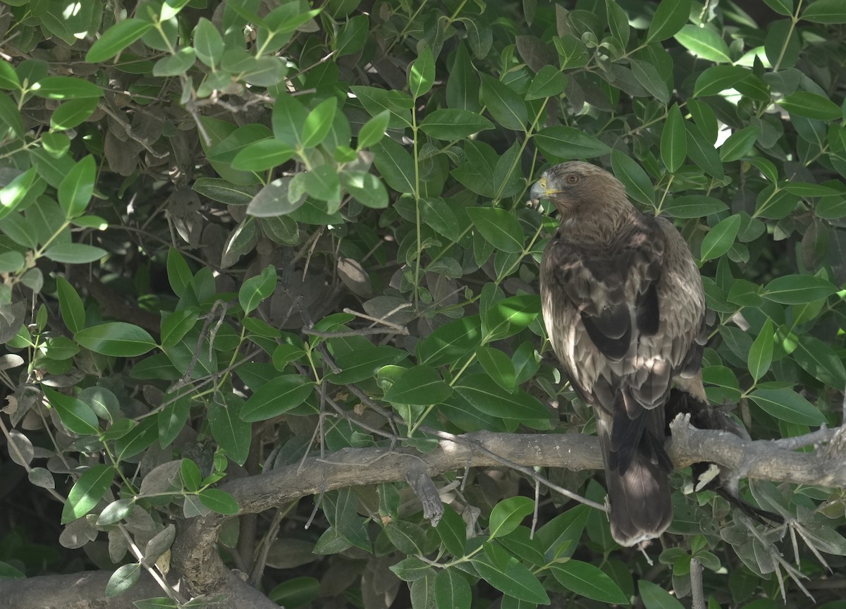 Booted Eagle - ML646414426