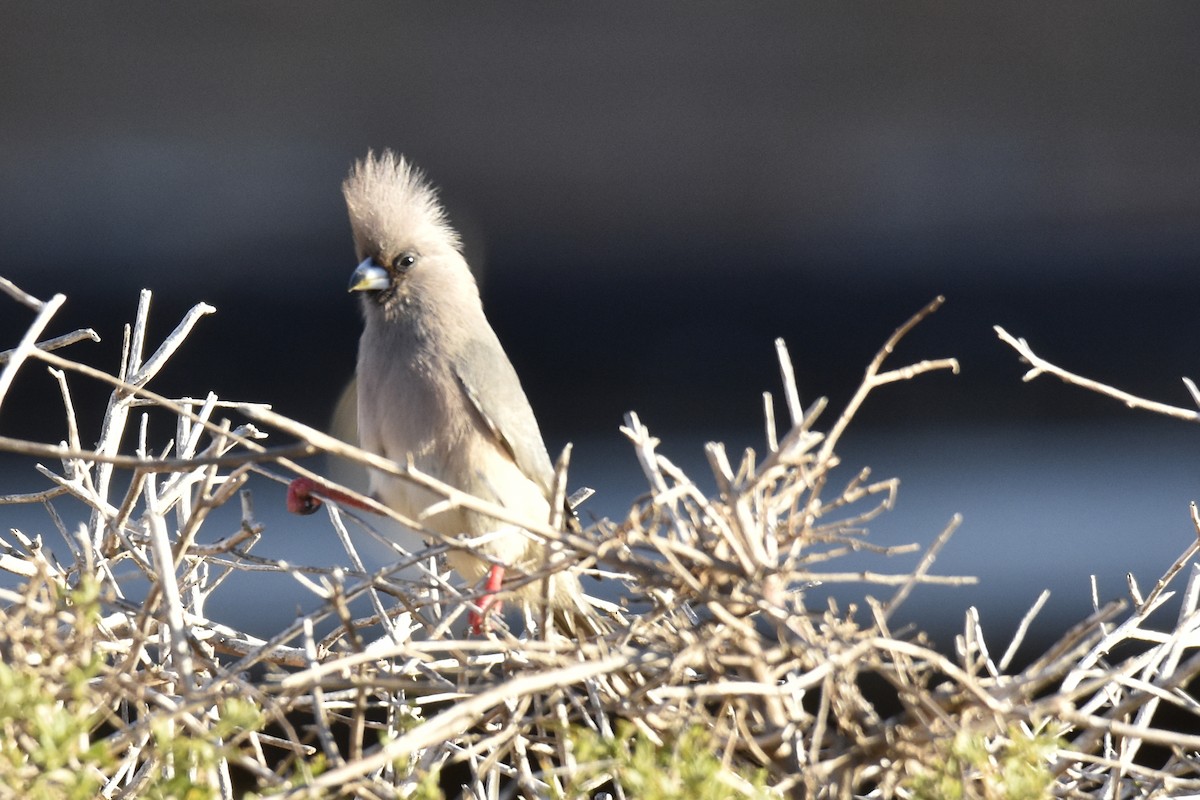 myšák bělohřbetý - ML646414427