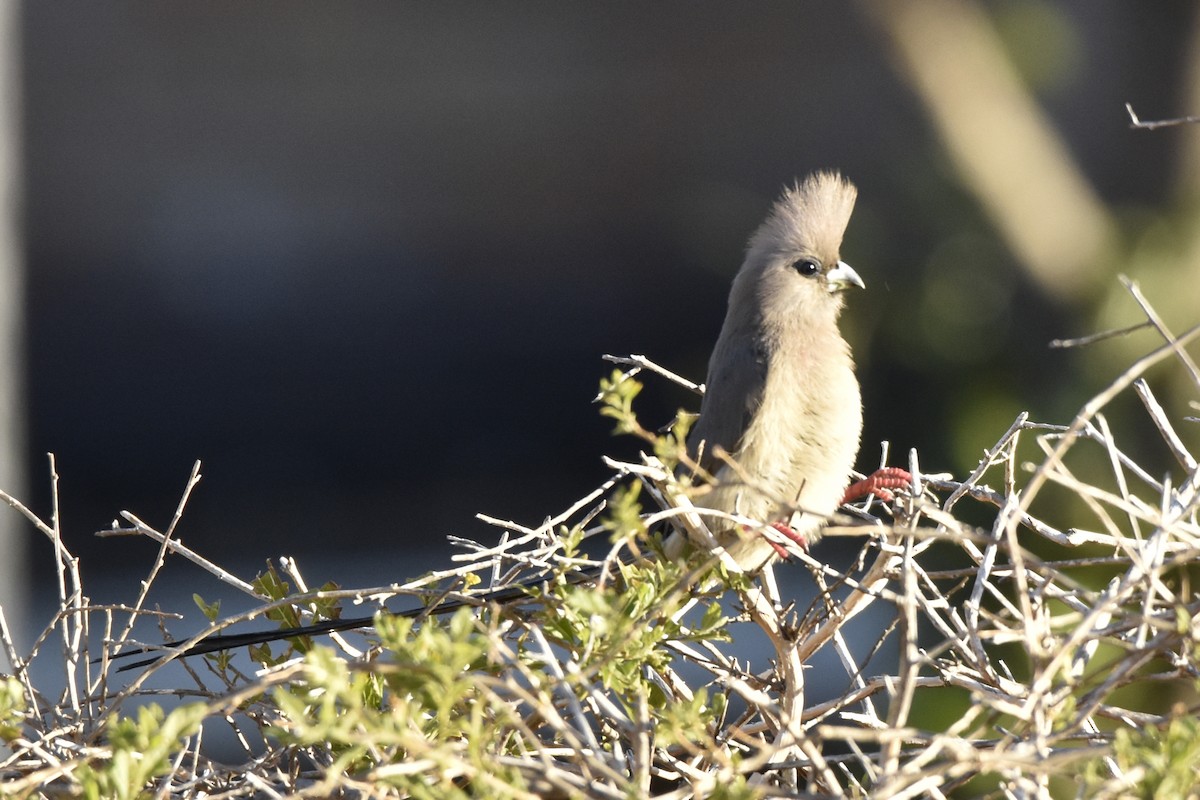 myšák bělohřbetý - ML646414428