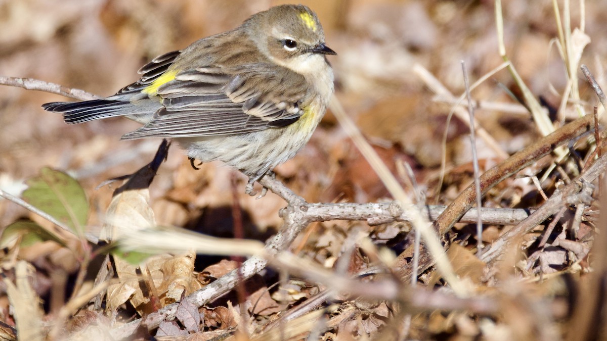 Yellow-rumped Warbler - ML646414433