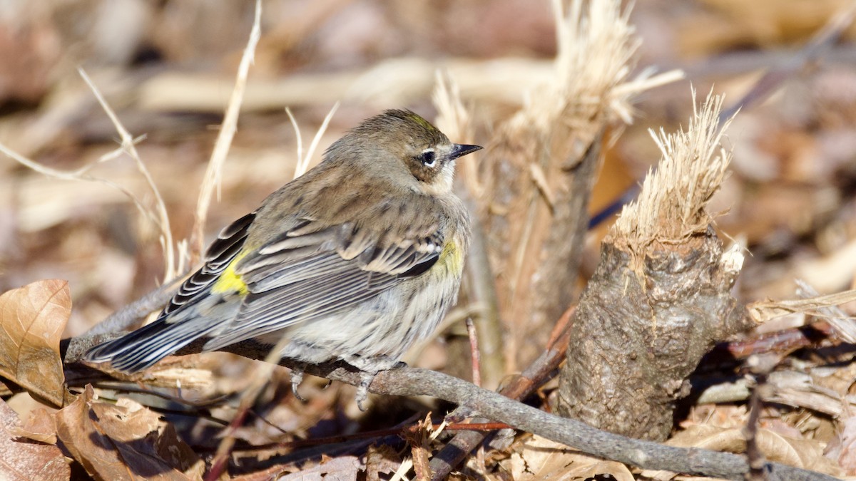 Yellow-rumped Warbler - ML646414434