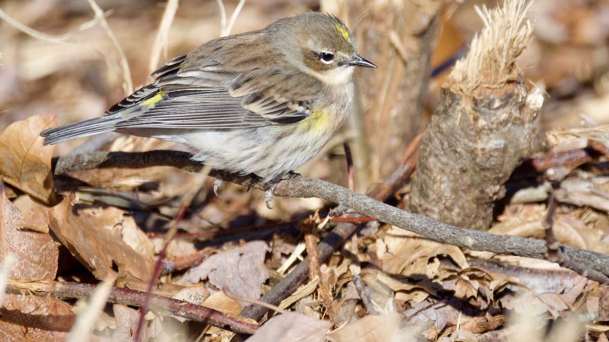 Yellow-rumped Warbler - ML646414435