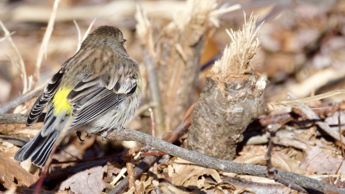 Yellow-rumped Warbler - ML646414436