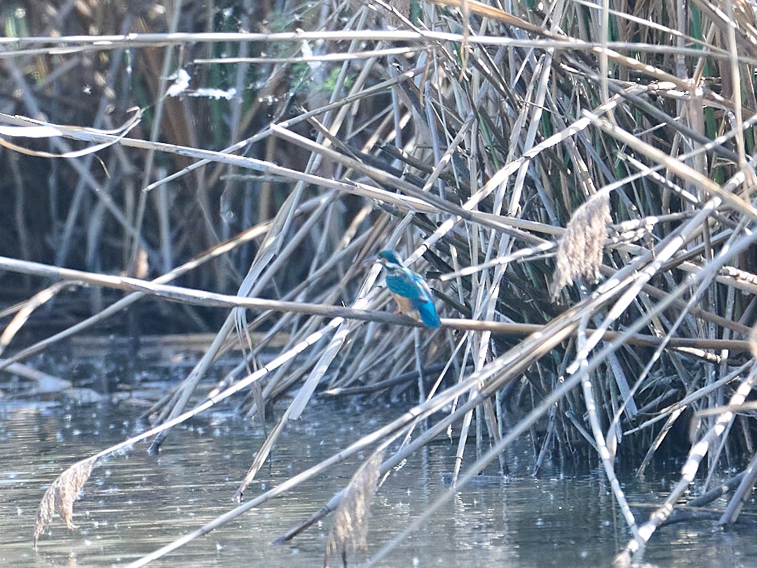 Yalıçapkını - ML646414437