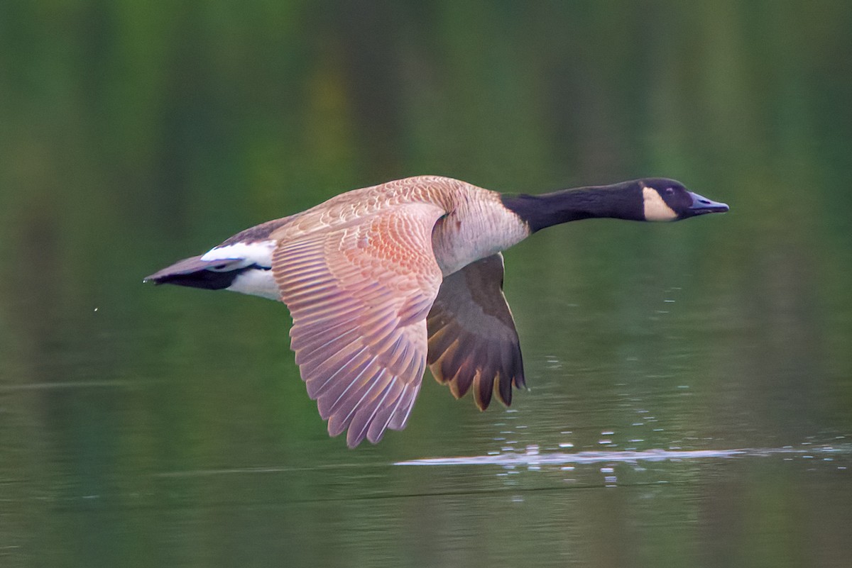 Canada Goose - ML646414440