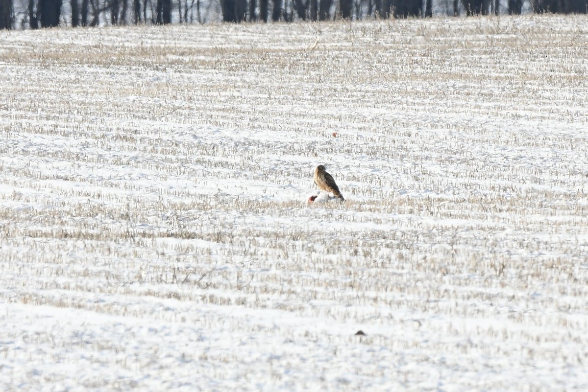 Northern Harrier - ML646414441