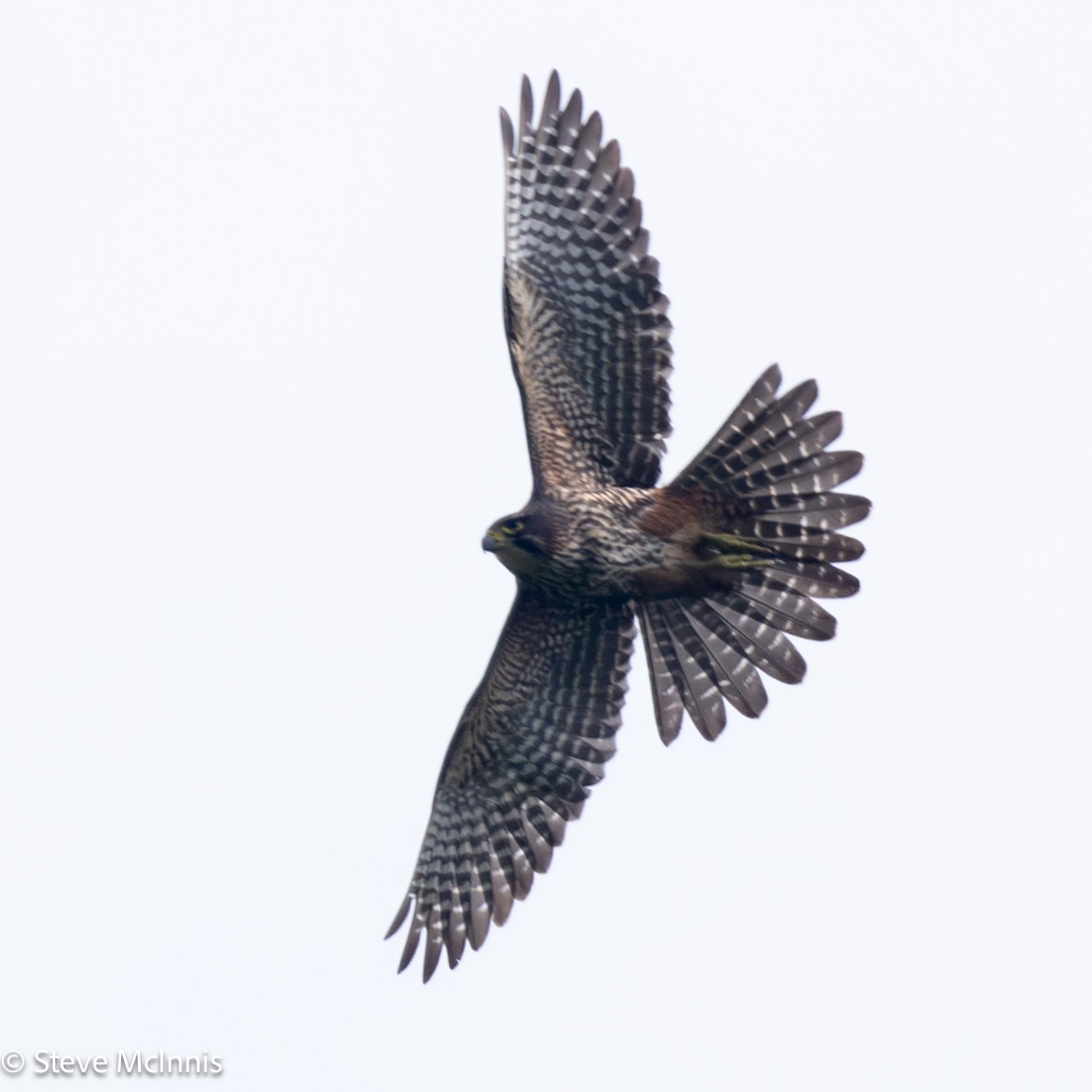 New Zealand Falcon - ML646414445