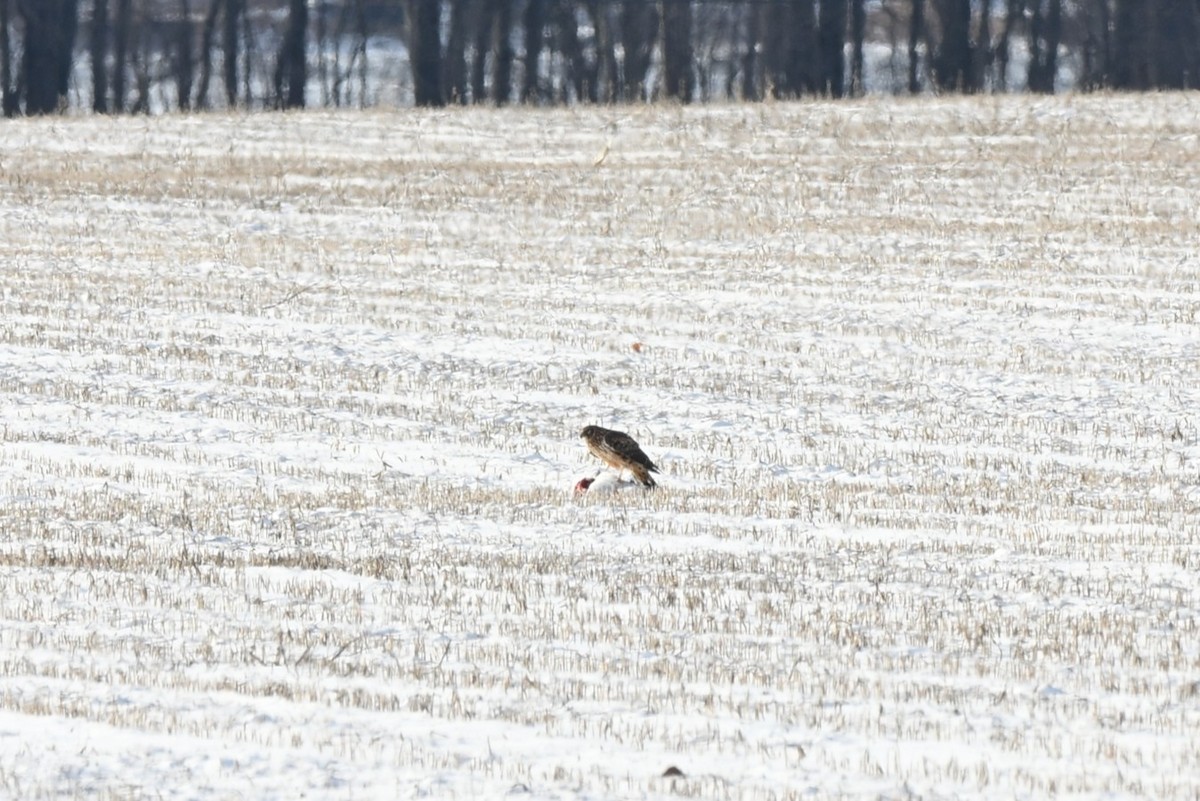 Northern Harrier - ML646414447