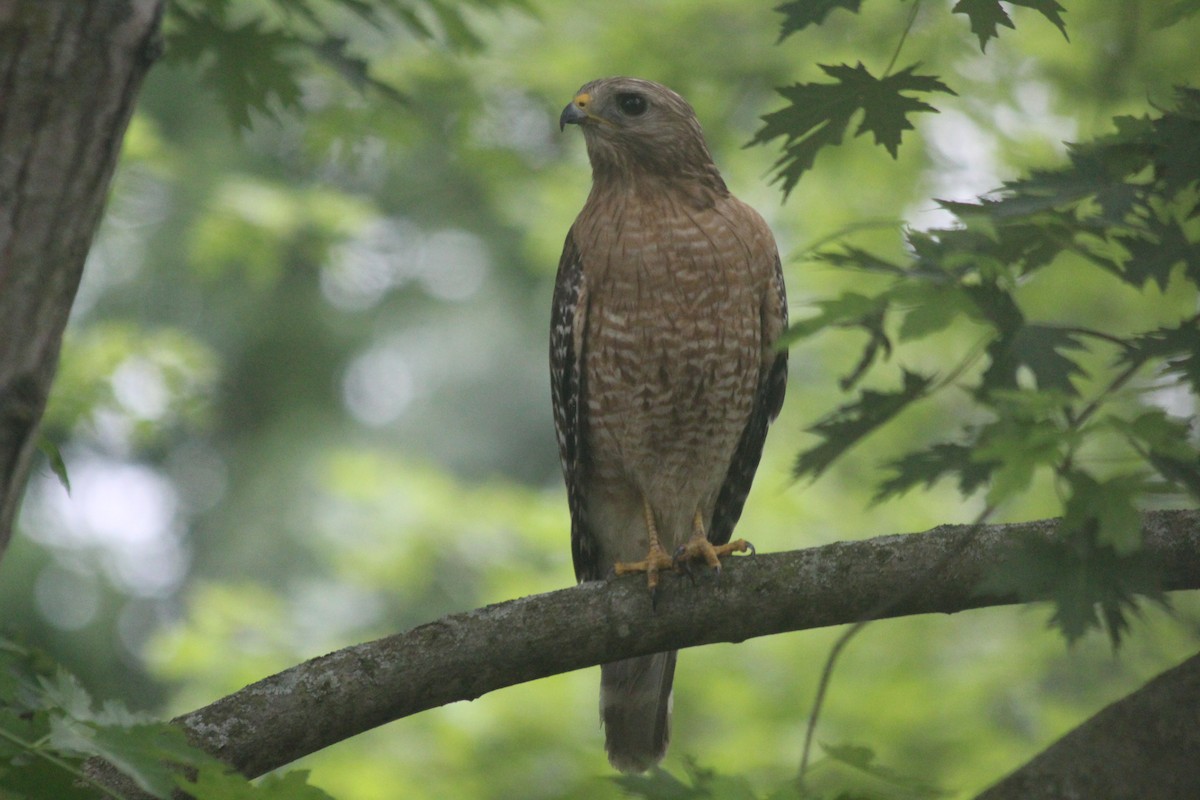 Red-shouldered Hawk - ML646414449