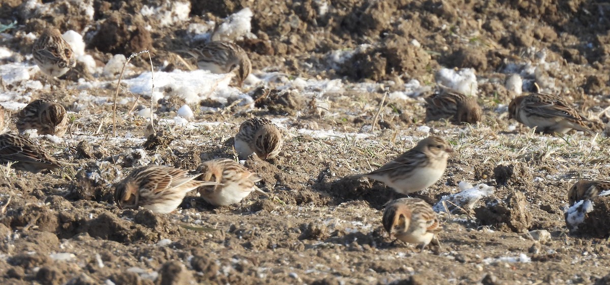 Подорожник лапландський - ML646414451