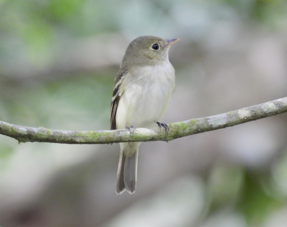 Acadian Flycatcher - ML646414452