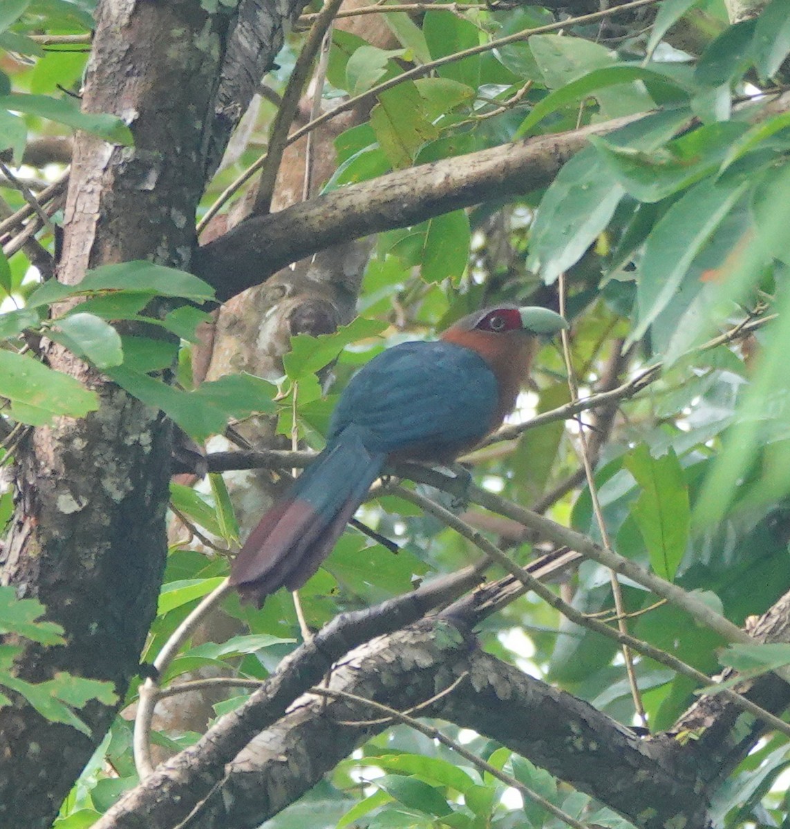 Chestnut-breasted Malkoha - ML646414454