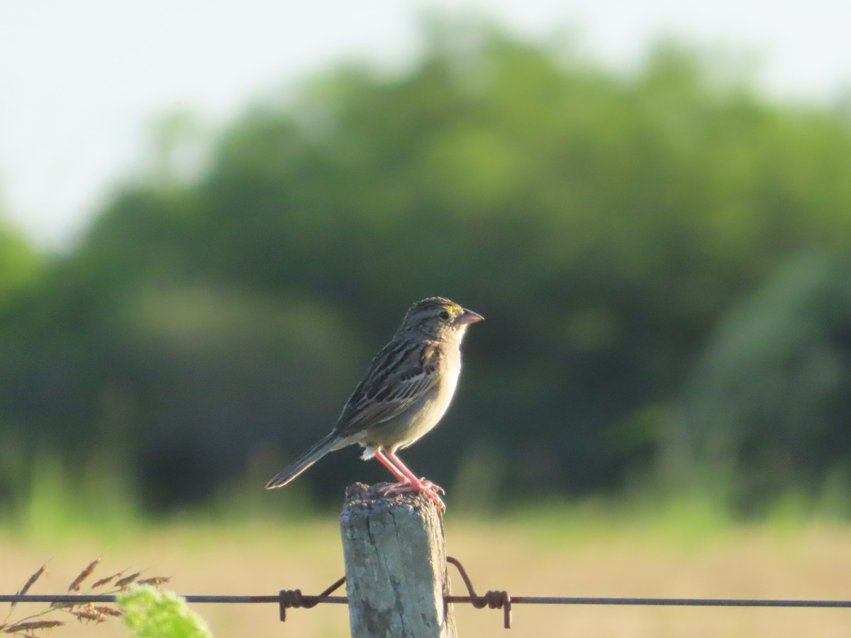 Grassland Sparrow - ML646414455