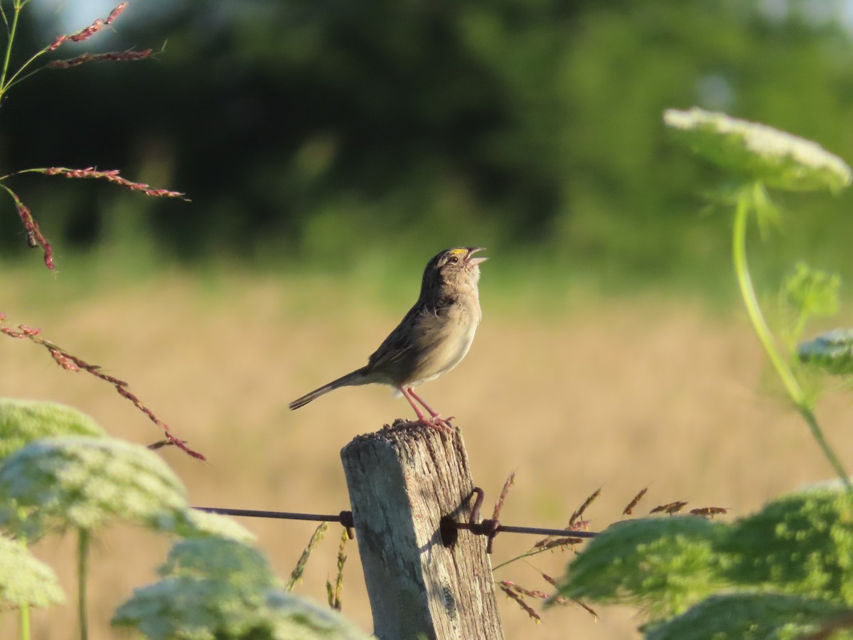 Grassland Sparrow - ML646414456