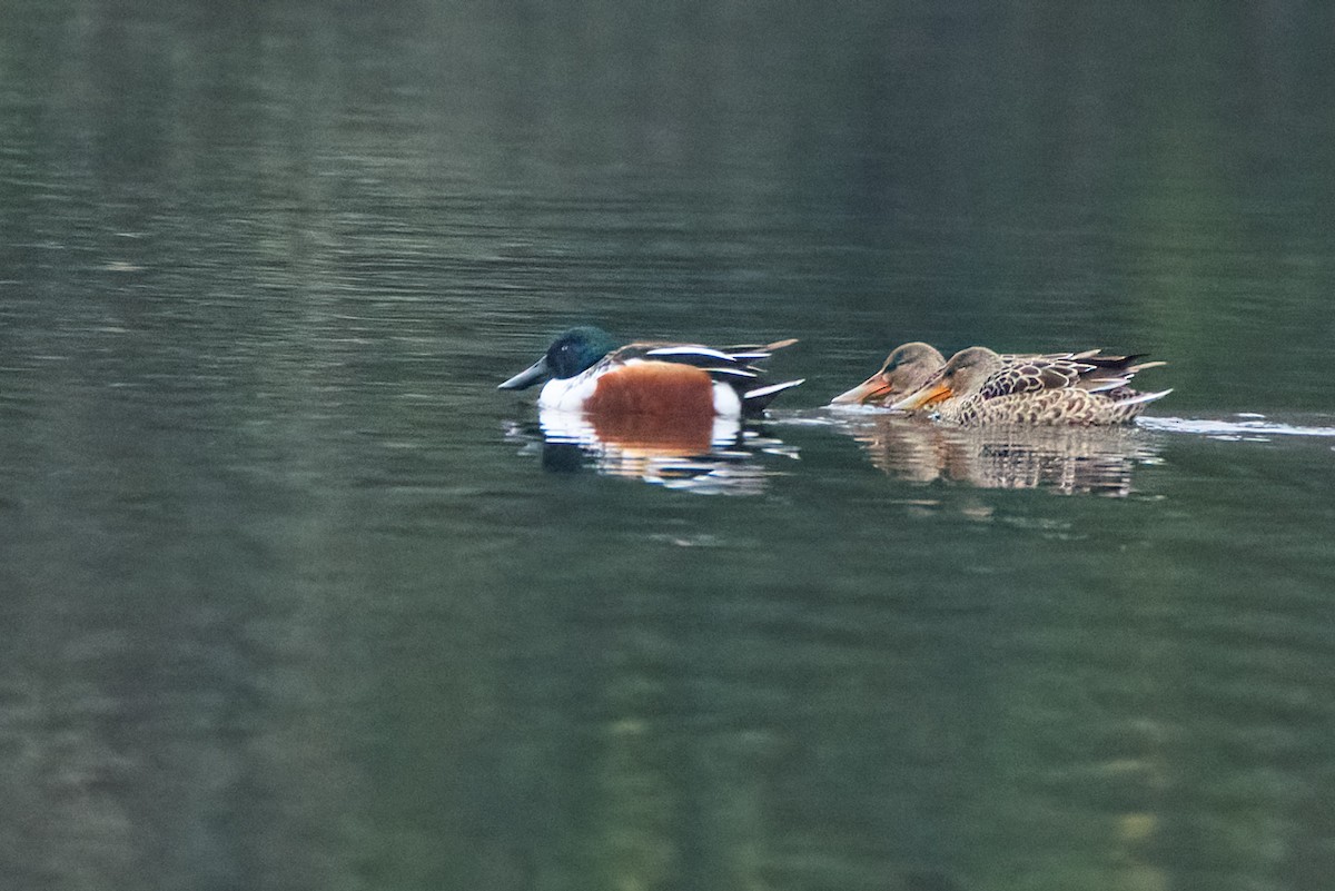 Northern Shoveler - ML646414457