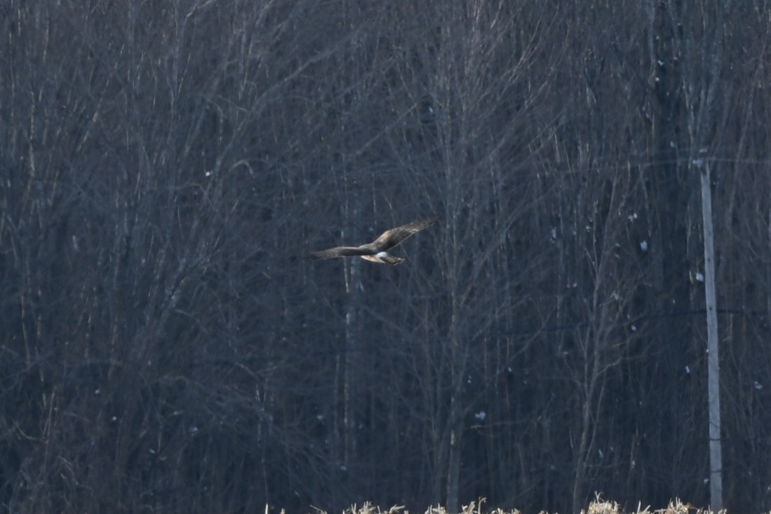Northern Harrier - ML646414458