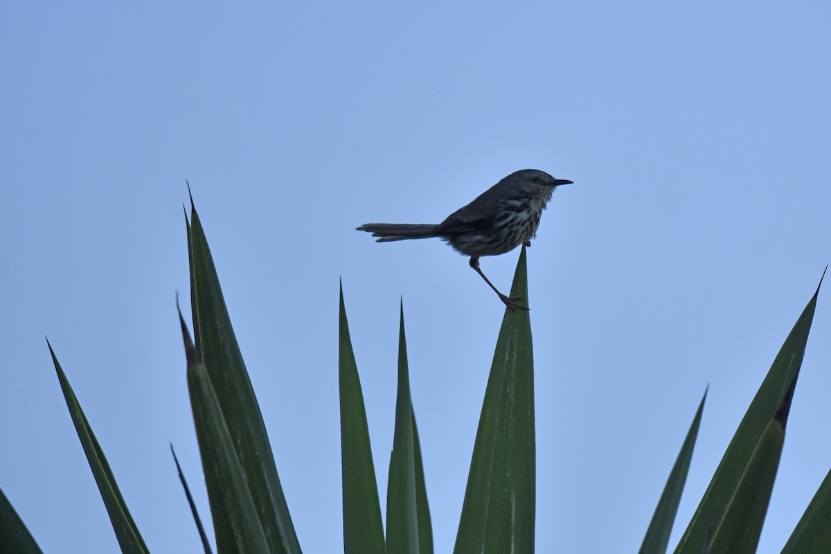 Karoo Prinia - ML646414459