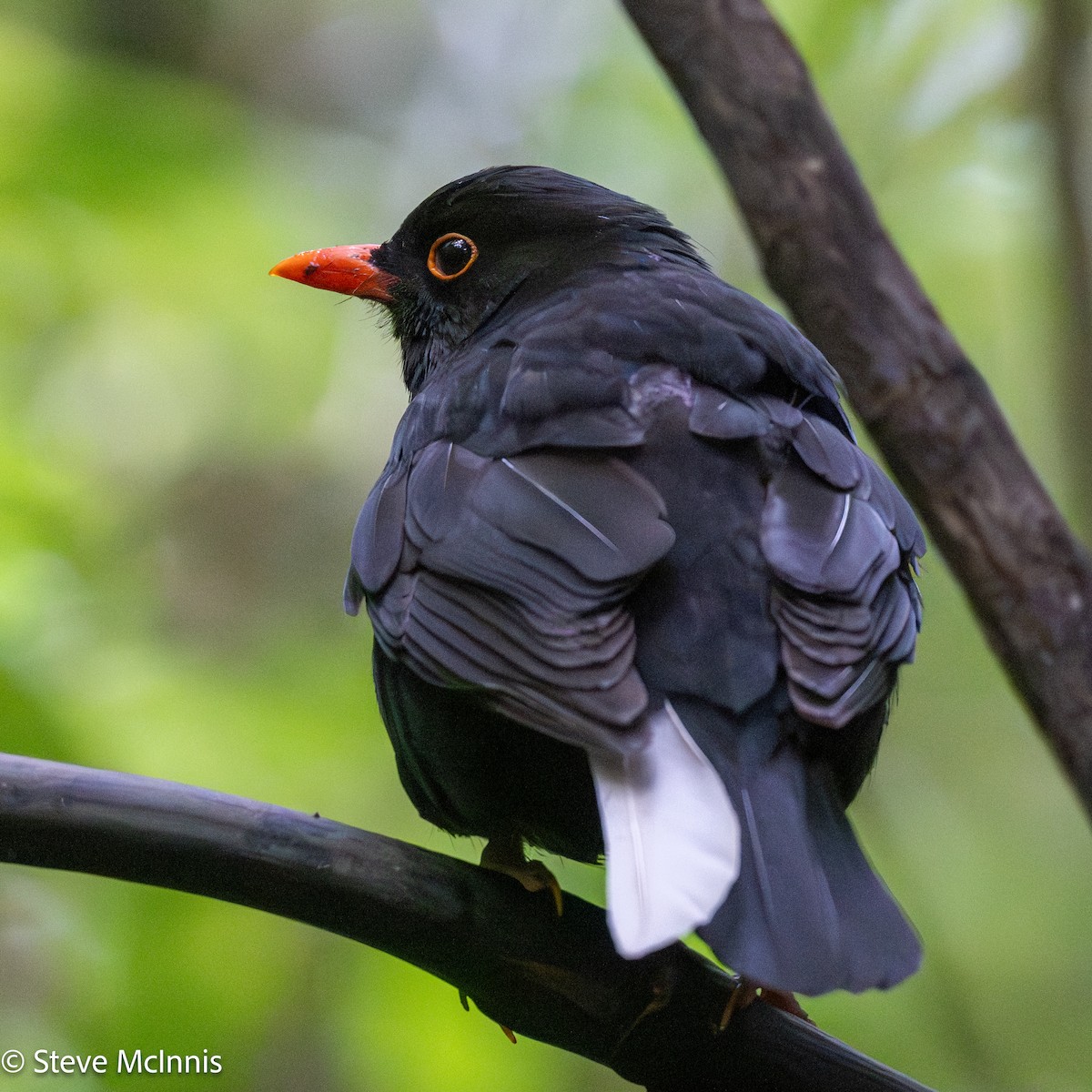Eurasian Blackbird - ML646414460