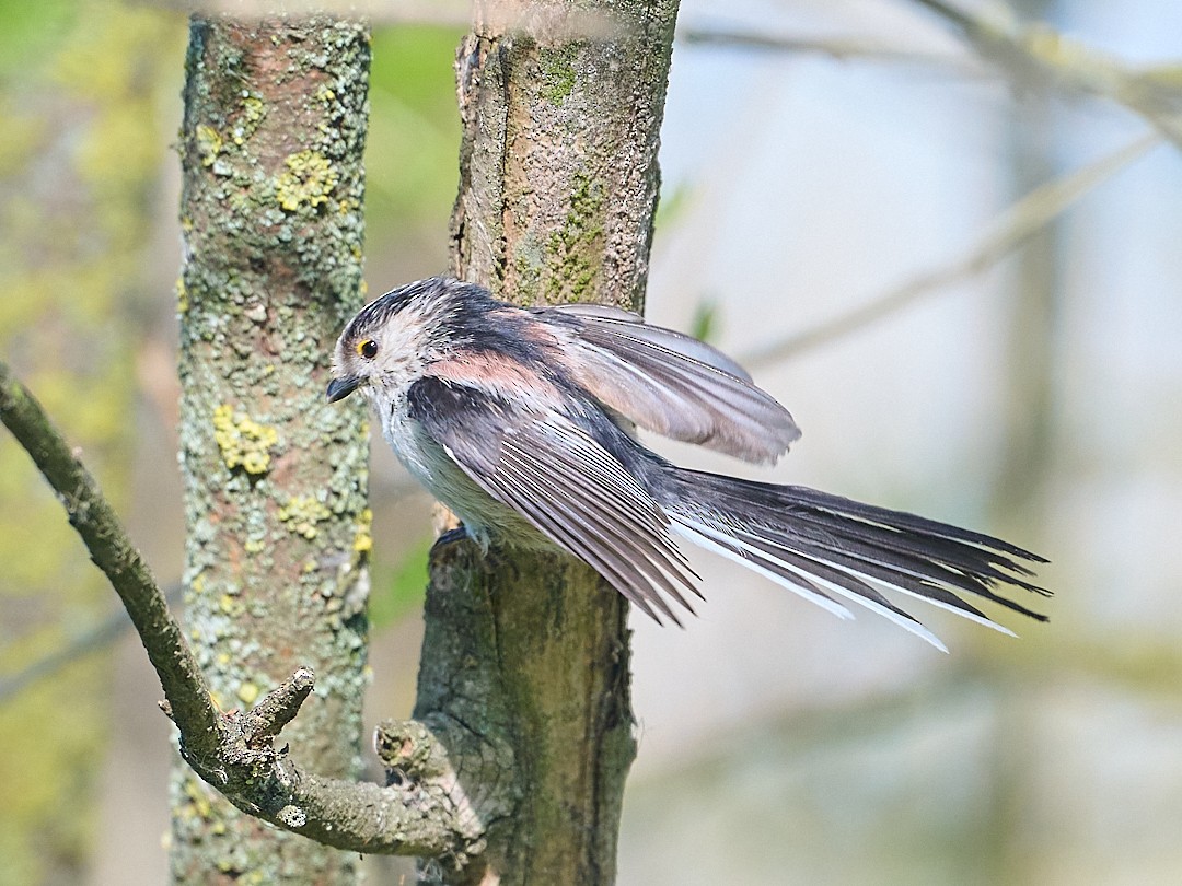 Long-tailed Tit - ML646414461