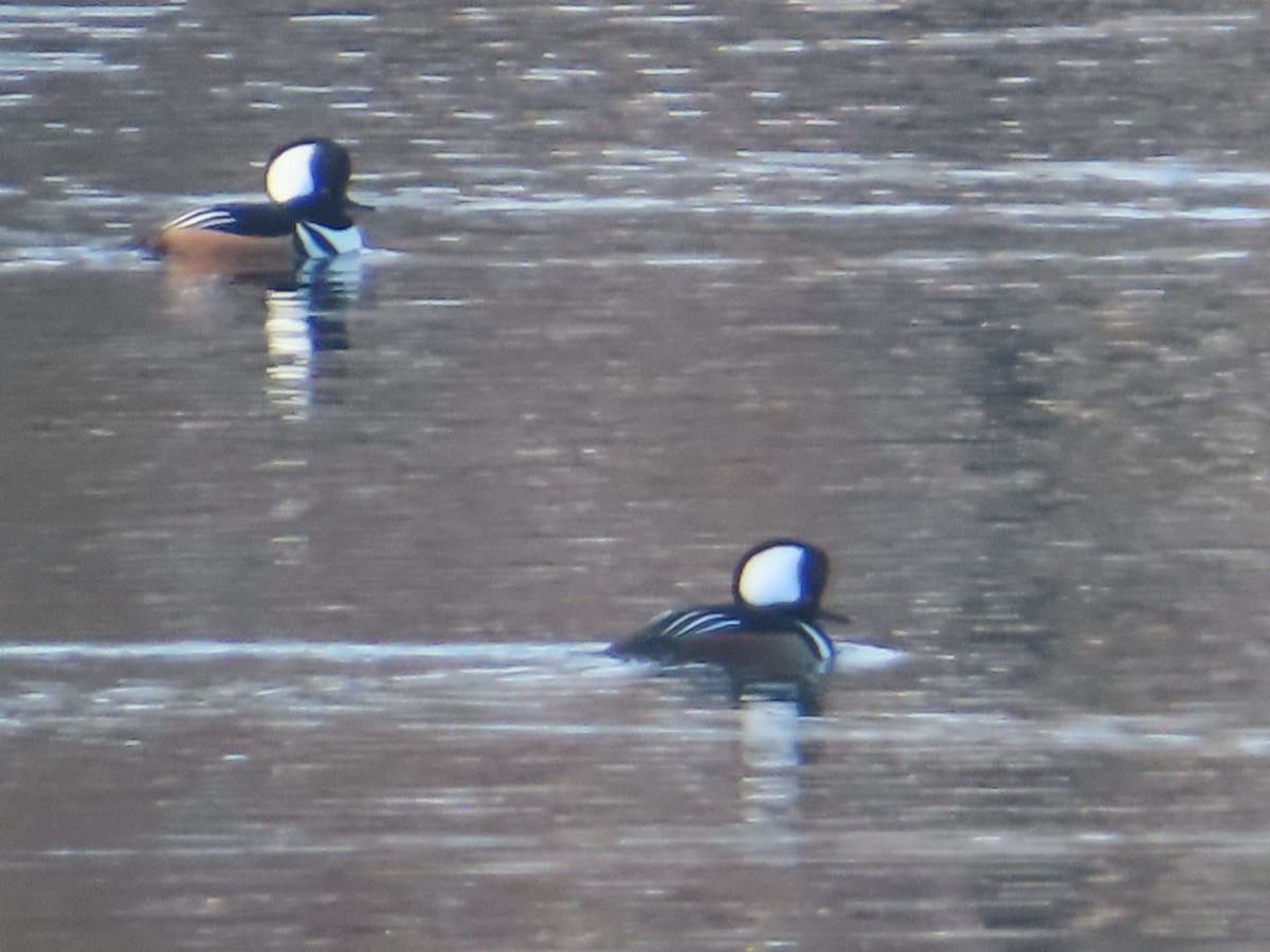 Hooded Merganser - ML646414462