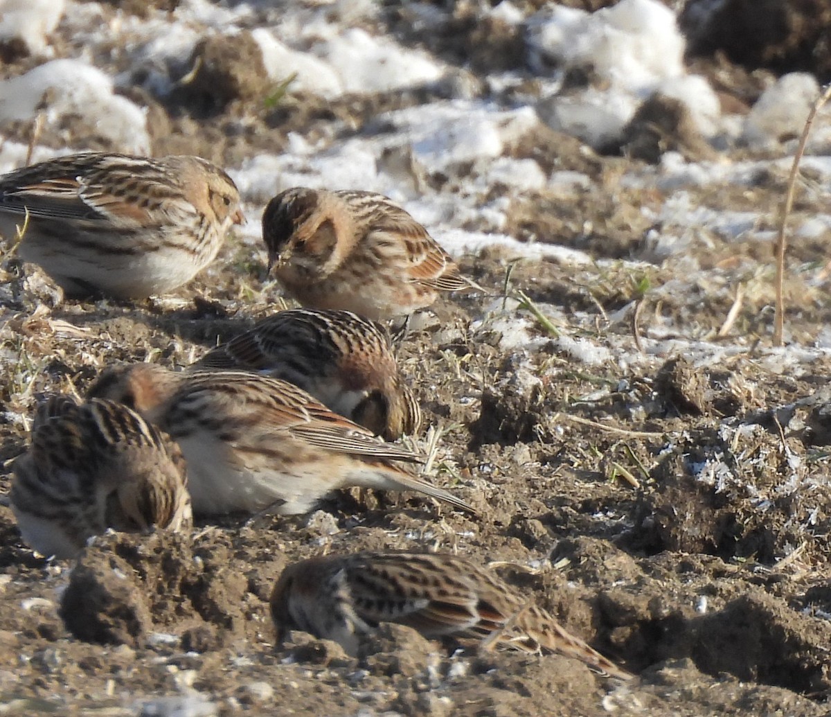 Lapland Longspur - ML646414464