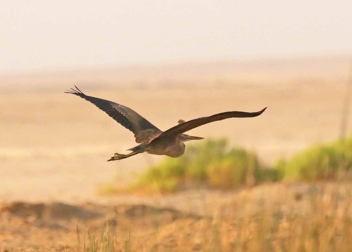 Purple Heron - ML646414465