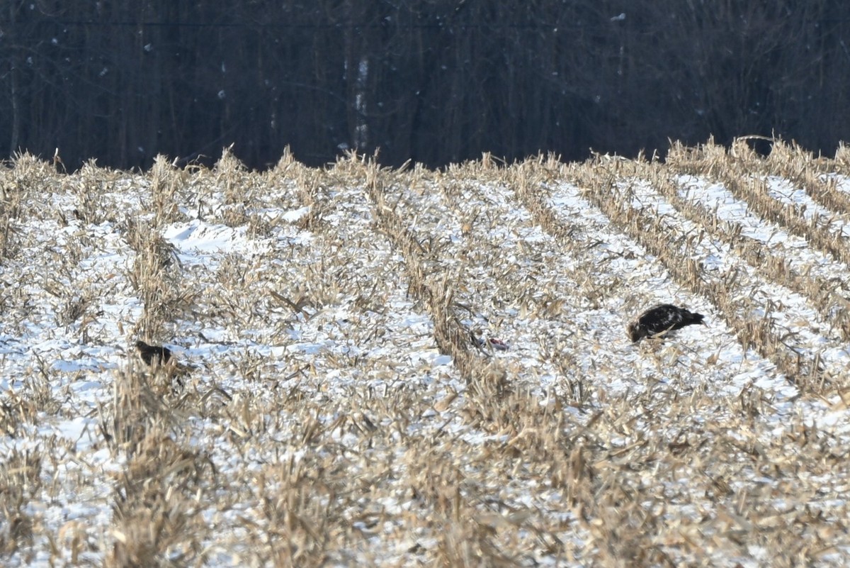 Northern Harrier - ML646414467