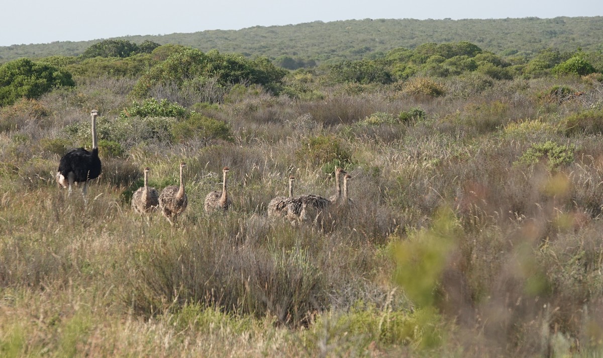 Common Ostrich - ML646414468