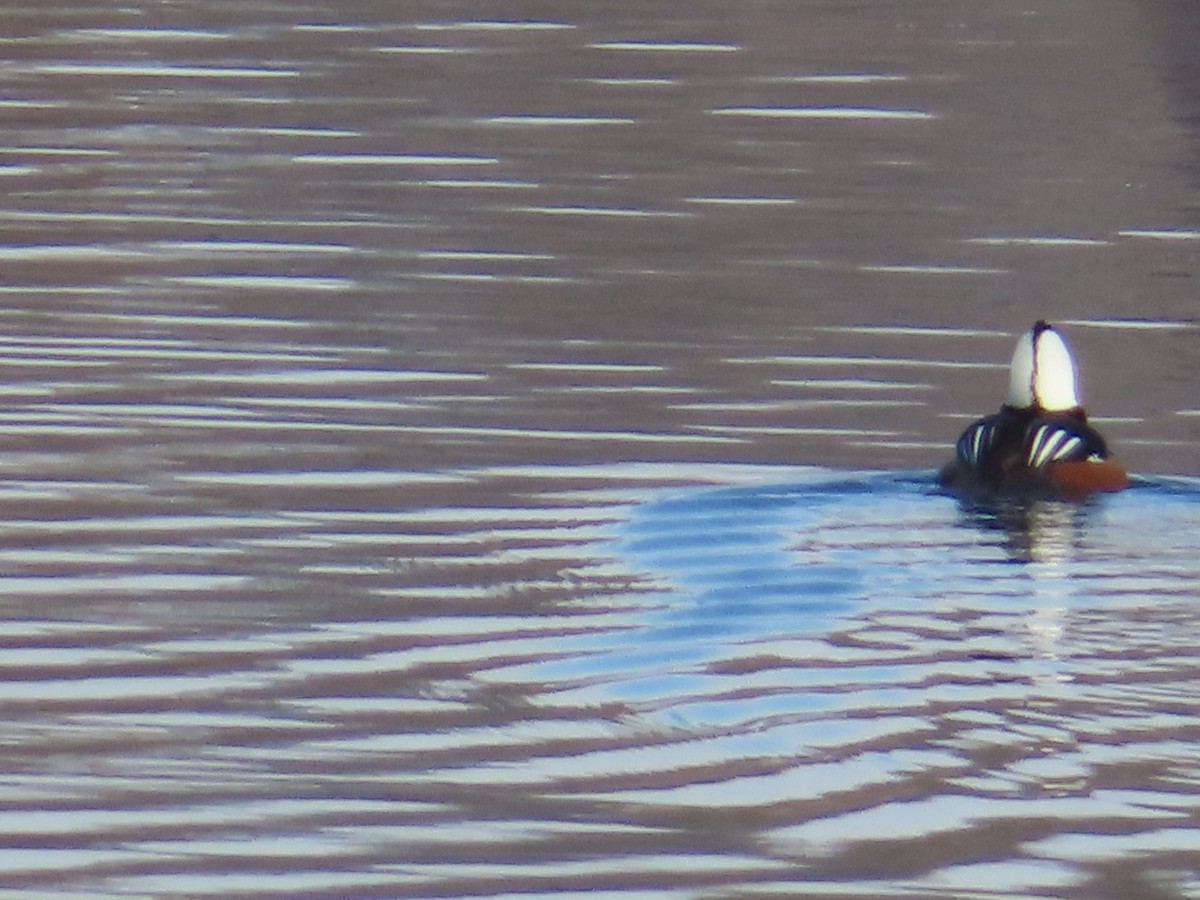 Hooded Merganser - ML646414469