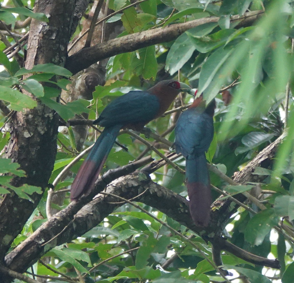 Chestnut-breasted Malkoha - ML646414470