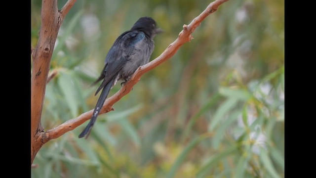 Black Drongo - ML646414472