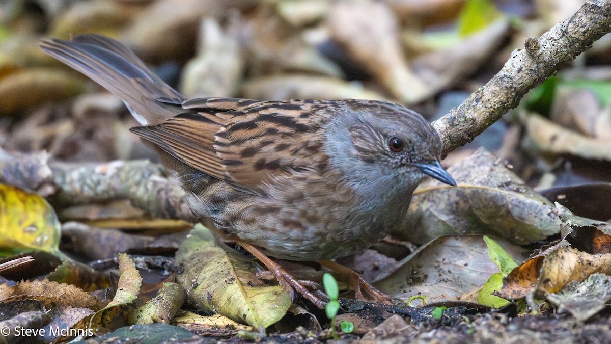 Dunnock - ML646414473
