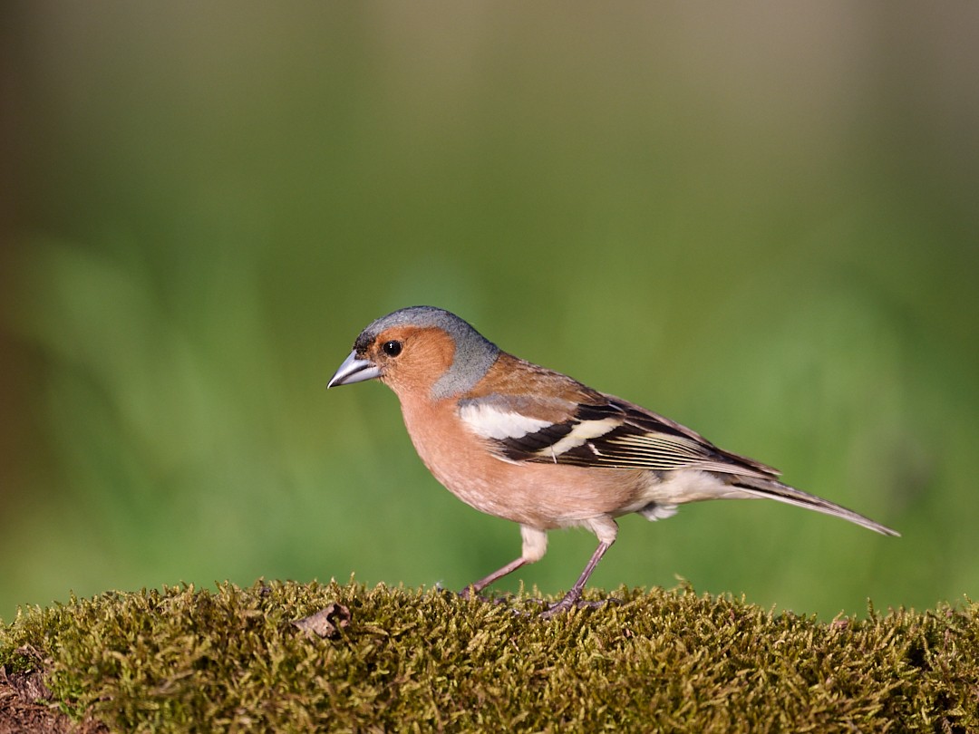 Common Chaffinch - ML646414474