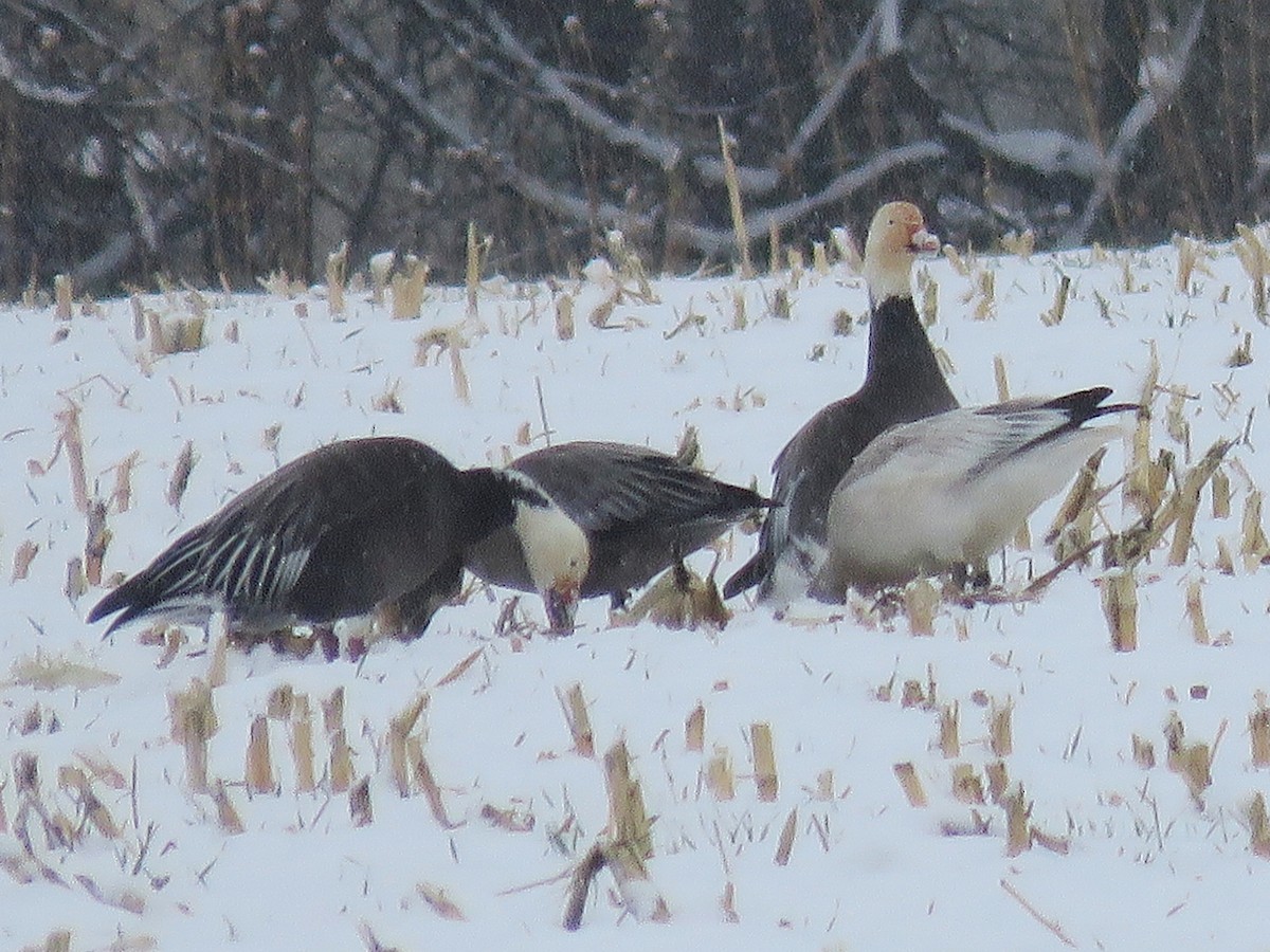 husa sněžní - ML646414475