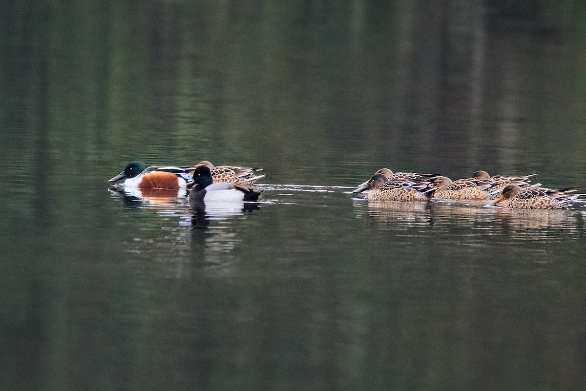Lesser Scaup - ML646414477