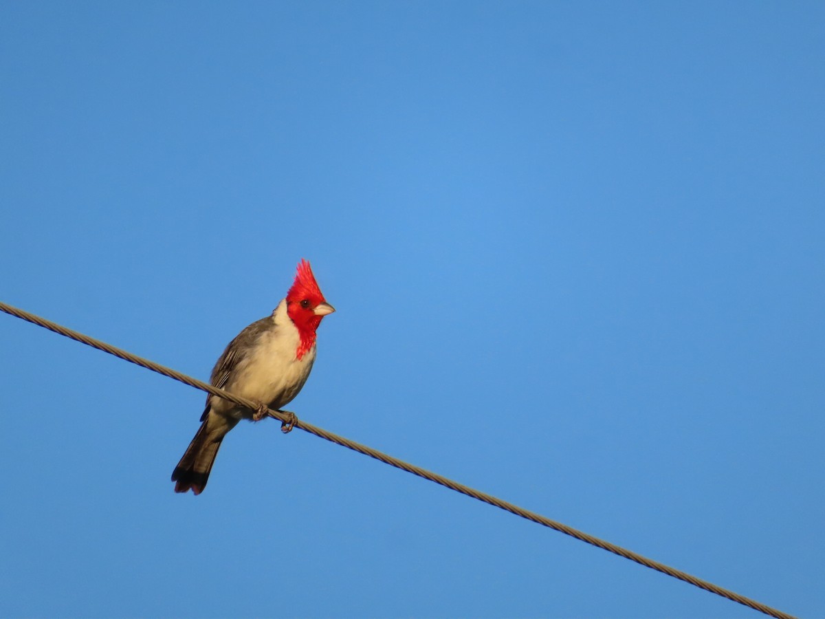 Red-crested Cardinal - ML646414478
