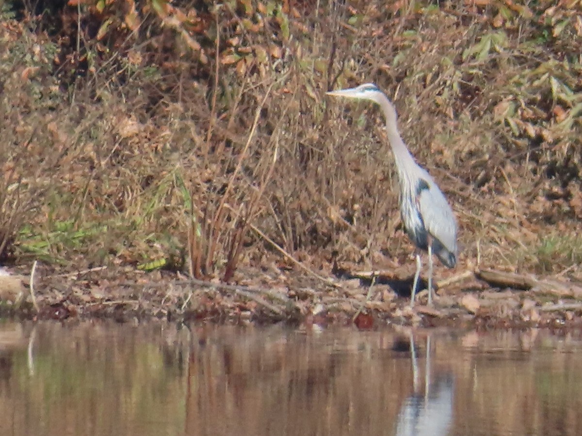 Great Blue Heron - ML646414479
