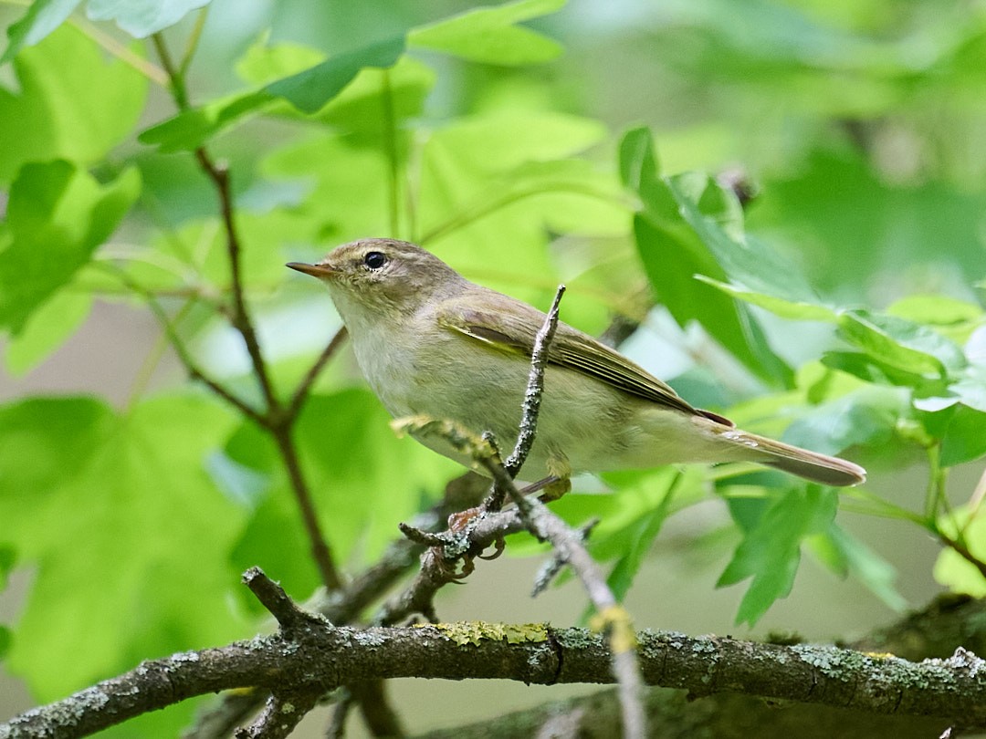 Common Chiffchaff - ML646414480