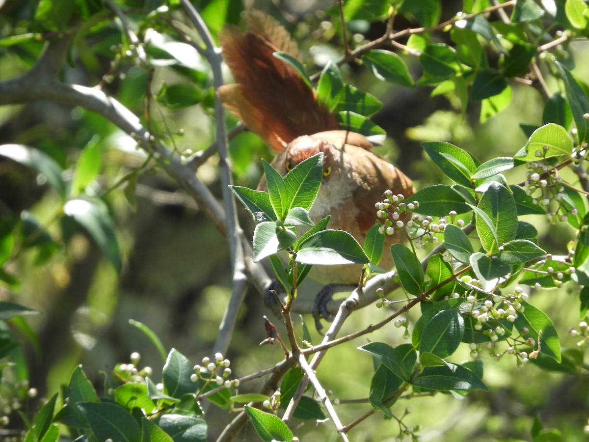 Greater Thornbird - ML646414481