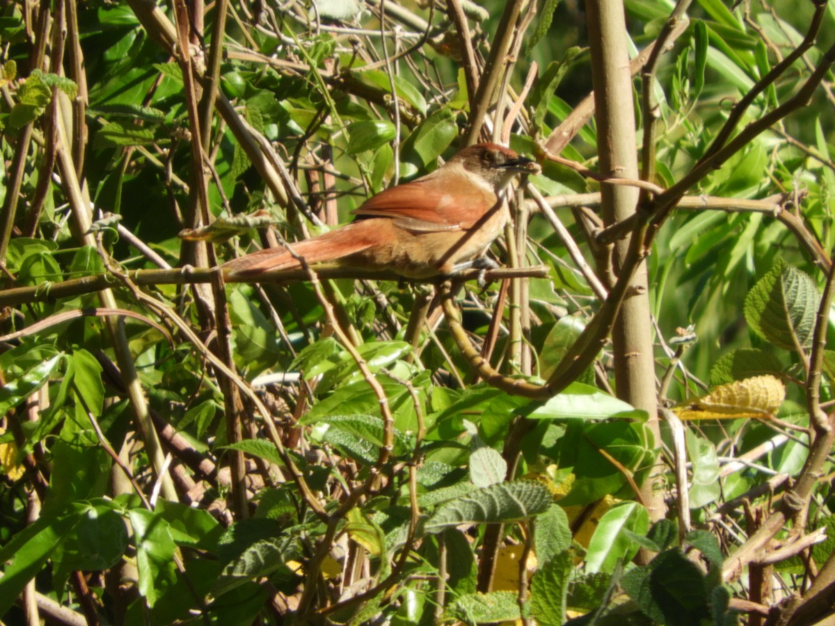 Greater Thornbird - ML646414482