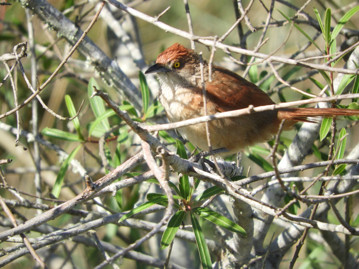 Greater Thornbird - ML646414483