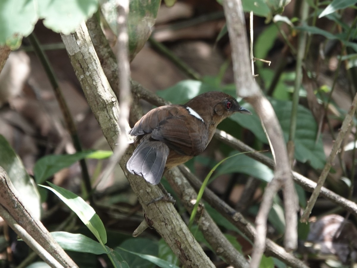 East Amazonian Fire-eye - ML646414484