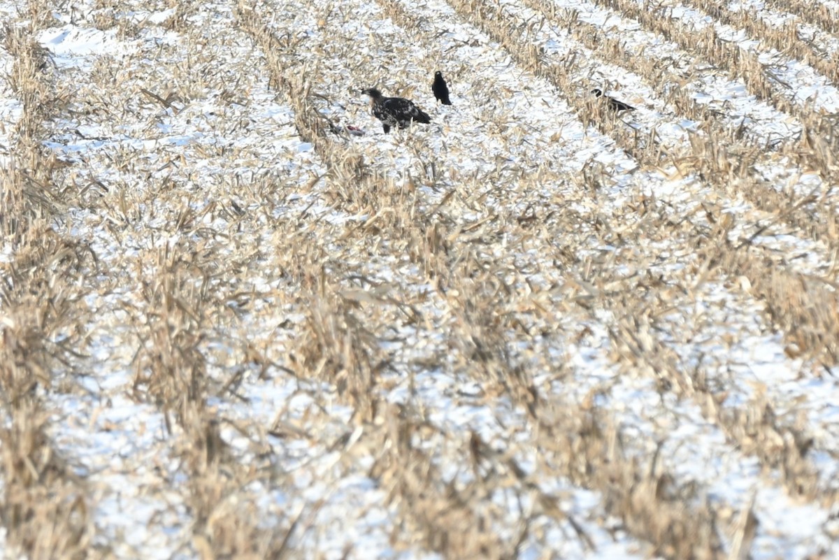 Bald Eagle - ML646414485