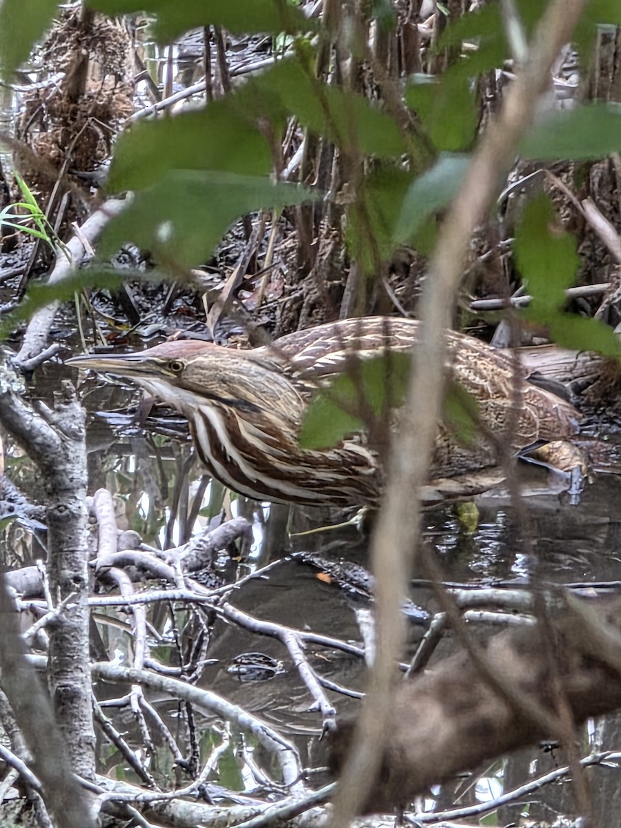 American Bittern - ML646414486