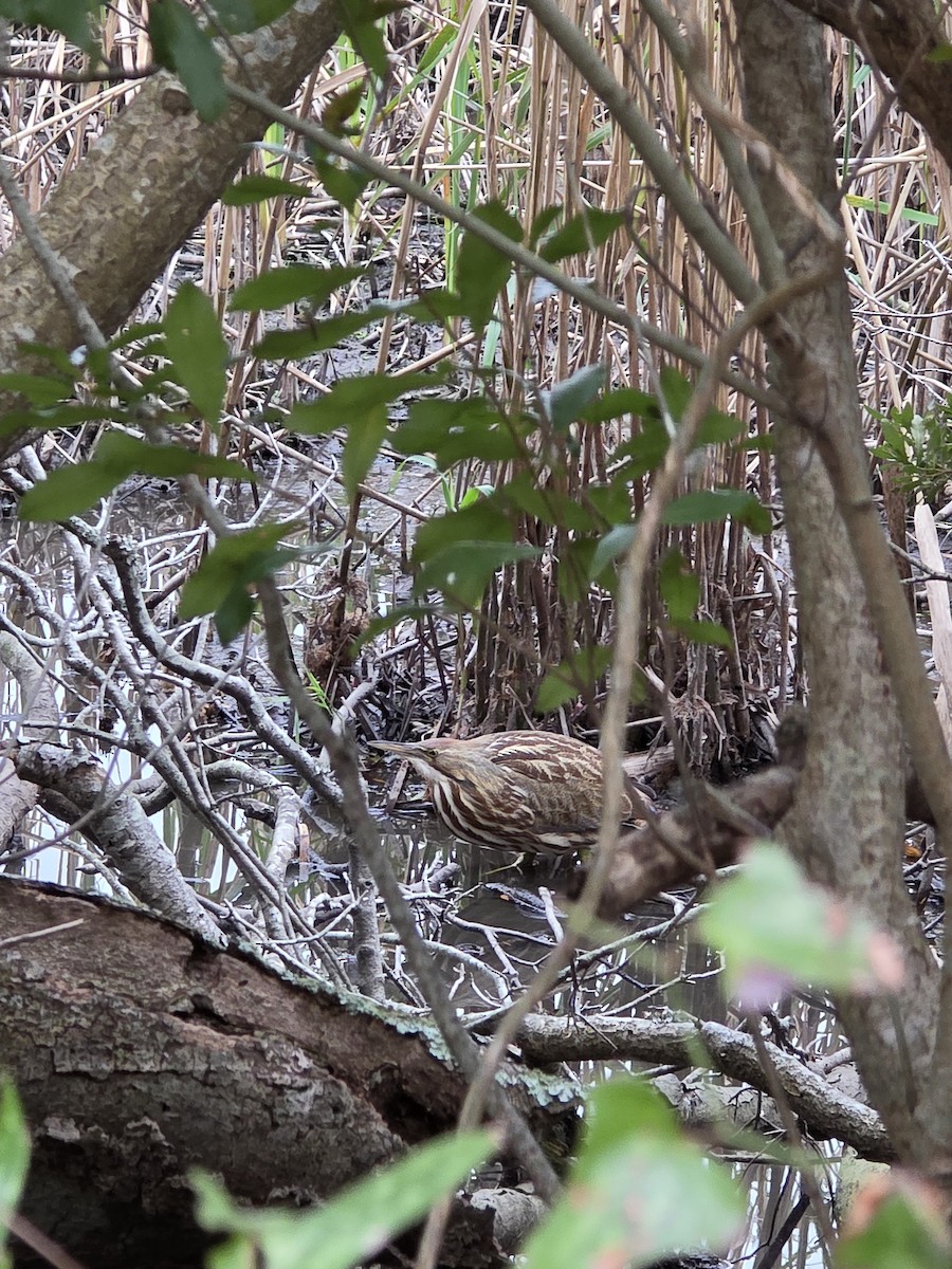 American Bittern - ML646414489